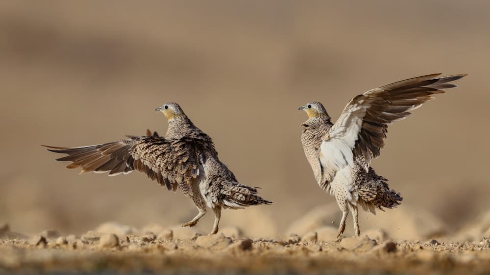 Desert Birds Stretching Wings by David Manusevich — canvas wall art