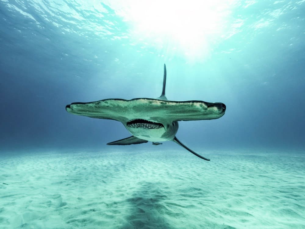 Majestic Hammerhead Shark by Serge Melesan — canvas wall art
