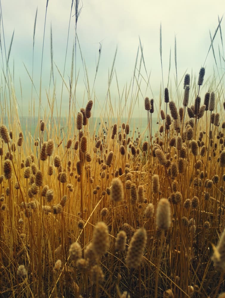 Serene Golden Grass by Angelo Cerantola — canvas wall art