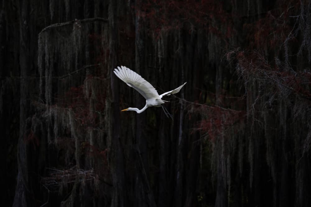 White Egret Bayou by Hanping Xiao — canvas wall art