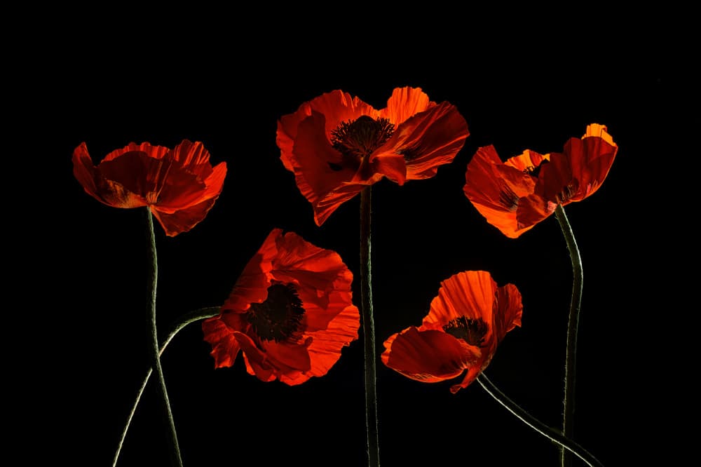Vibrant Red Poppies by Lydia Jacobs — canvas wall art