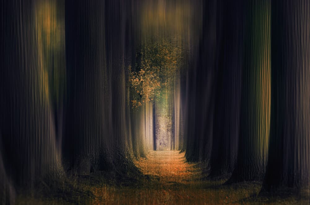 Autumn Forest Path by Jan van der Linden — canvas wall art