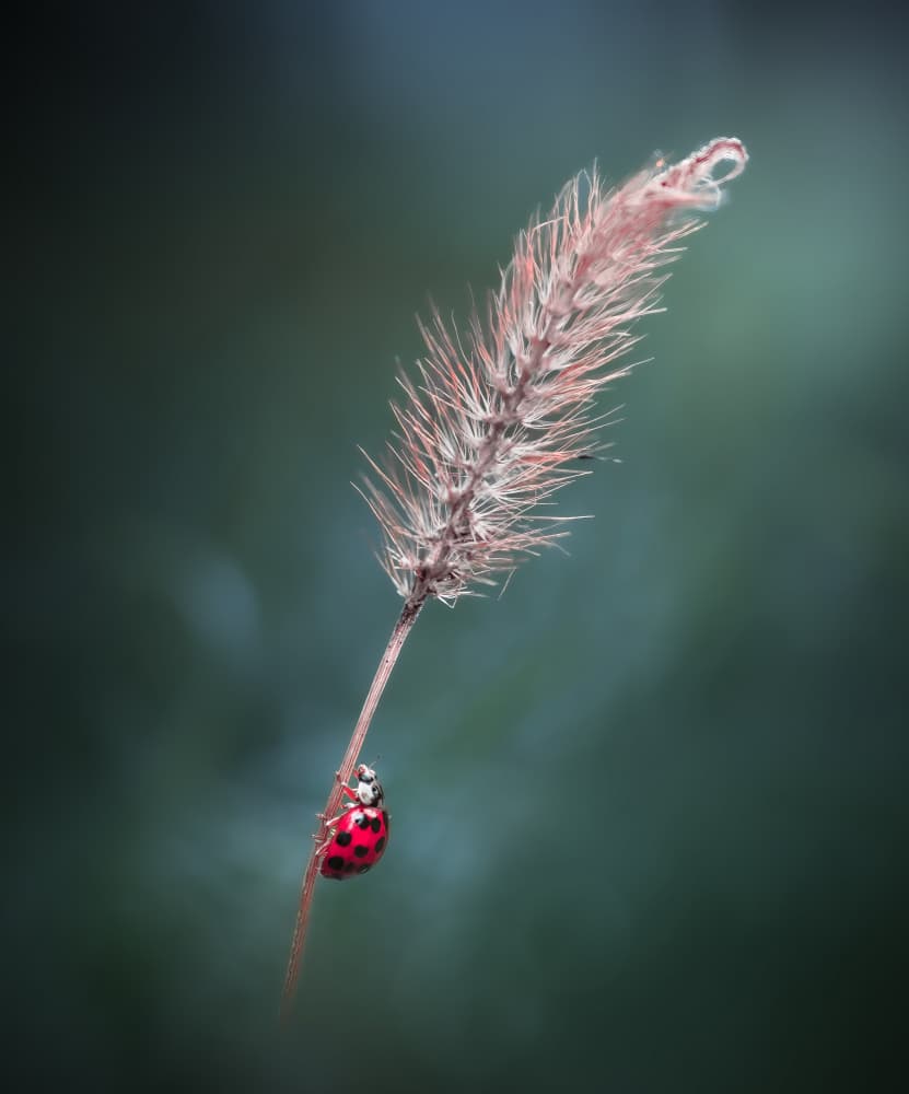 Ladybug's Gentle Climb by Atul Saluja — canvas wall art