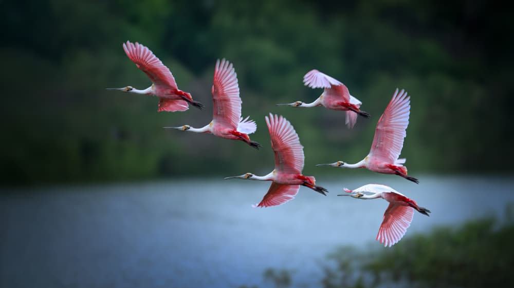 Pink Spoonbills In Flight by tianhuayu — canvas wall art