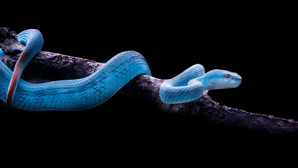Striking Blue Viper by Fauzan Maududdin — canvas wall art