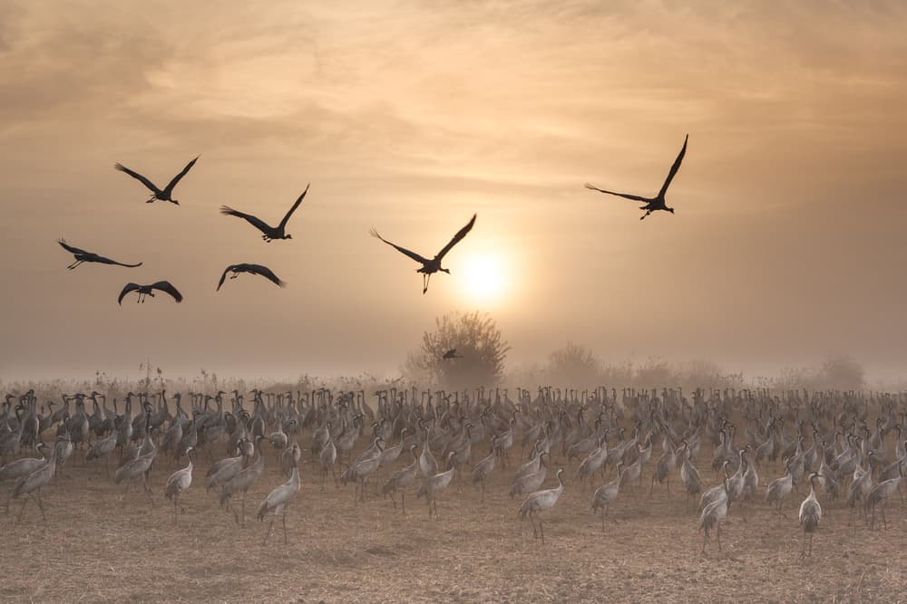 Cranes Flying at Sunrise by Natalia Rublina — canvas wall art