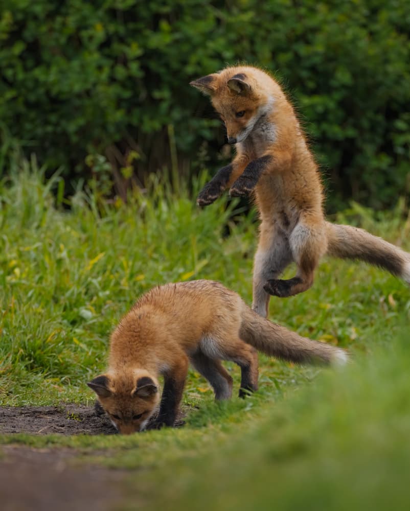 Playful Fox Kits by Johnson Huang — canvas wall art