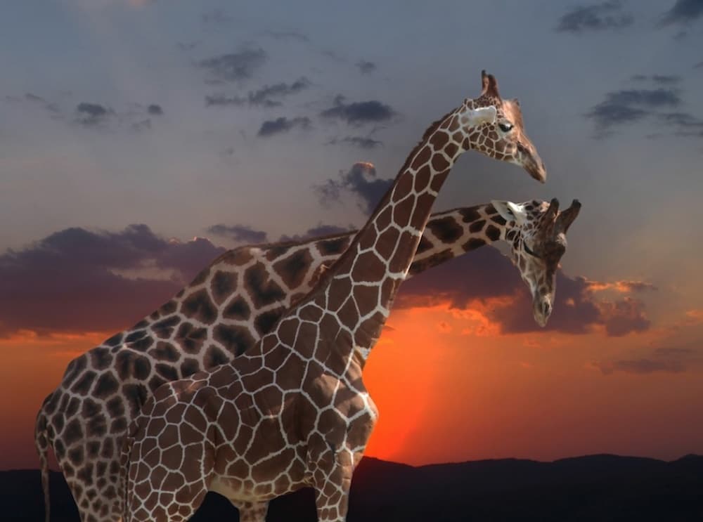 African Sunset Giraffes by Anna Cseresnjes — canvas wall art