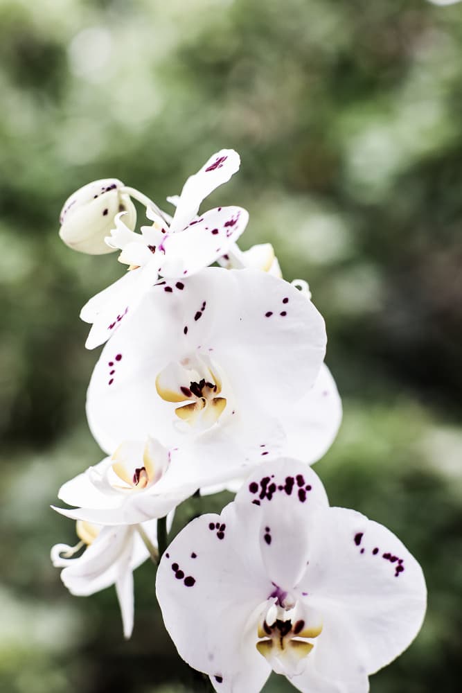 Spring Blooms by Shot by Clint — canvas wall art
