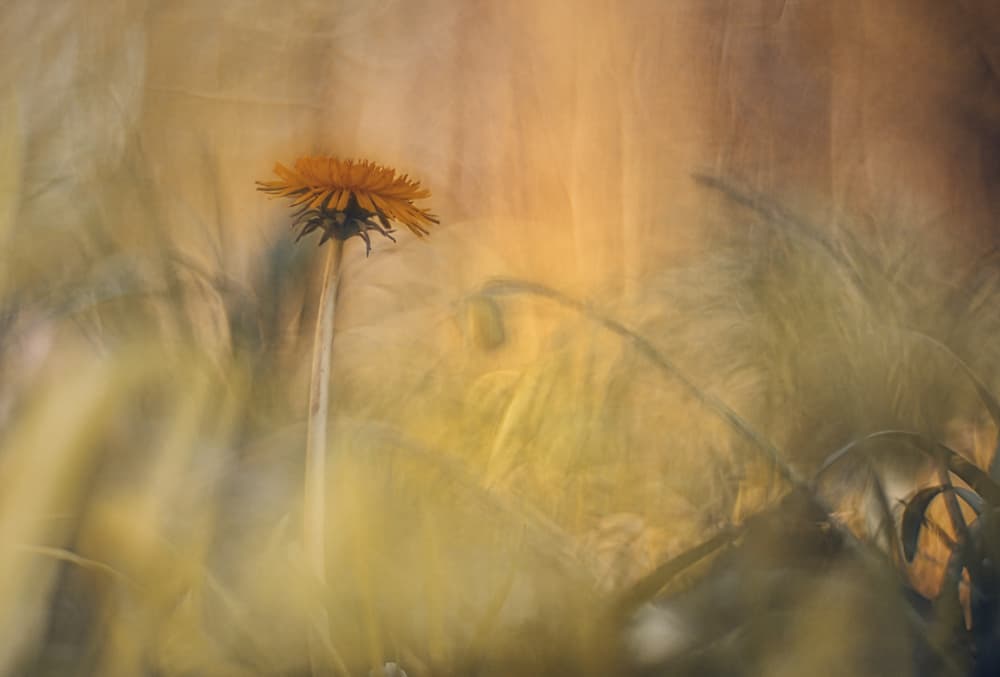 Golden Dandelion Bloom by Jan van der Linden — canvas wall art