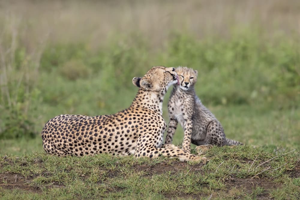 Cheetah Mother And Cub by Mark Strom — canvas wall art