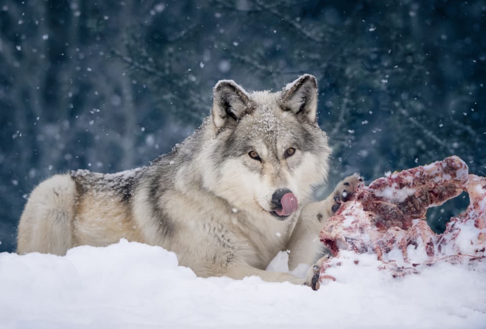 Majestic Winter Wolf by Vicki Lai — canvas wall art
