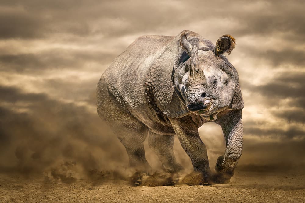 Dusty Rhino Charge by Marcel Egger — canvas wall art