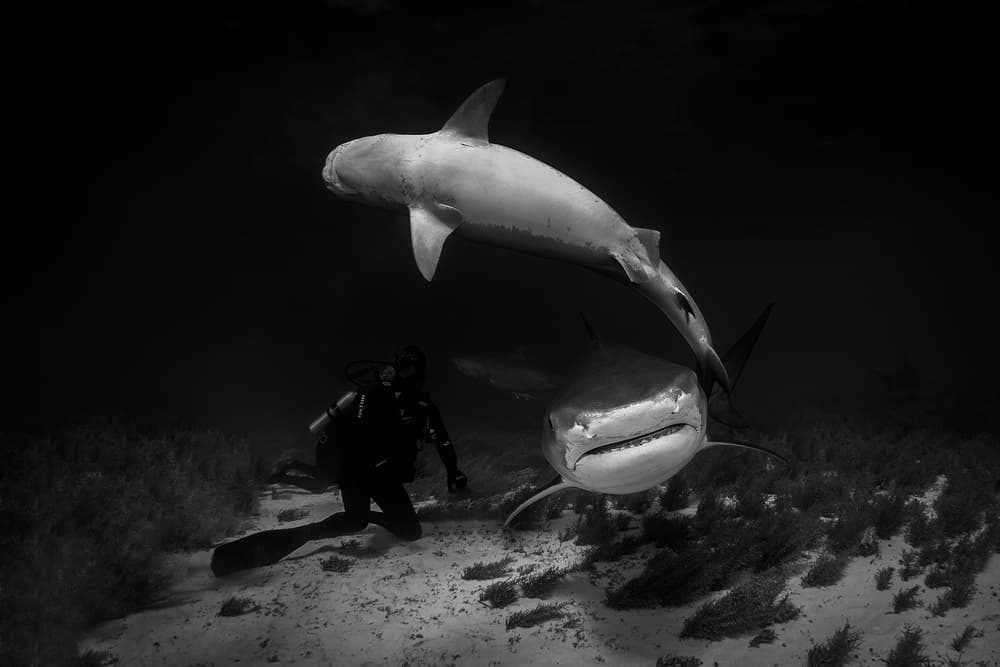 Diver and Ocean Predators by Jennifer Lu — canvas wall art