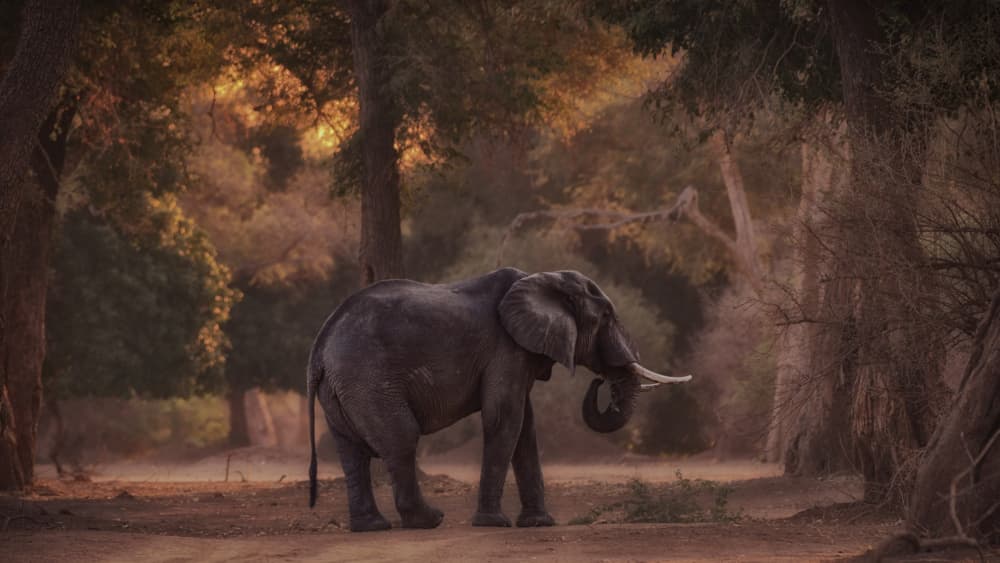 Golden Hour Elephant Walk by Pavol Stranak — canvas wall art