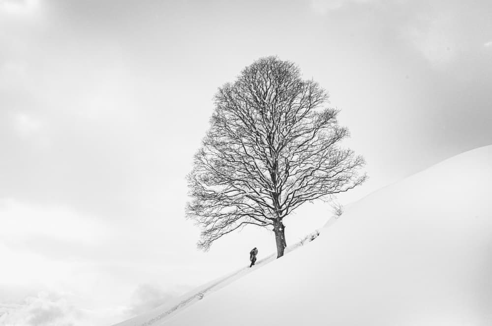 Snowy Tree Ascent by Arne Jansen — canvas wall art