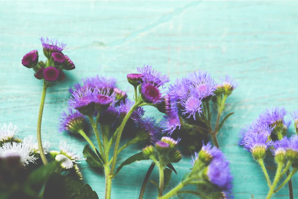 Purple Blooms on Teal by Olivia Joy StClaire — canvas wall art