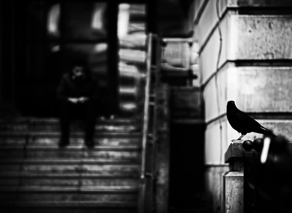 Black Bird City Steps by Julien Oncete — canvas wall art