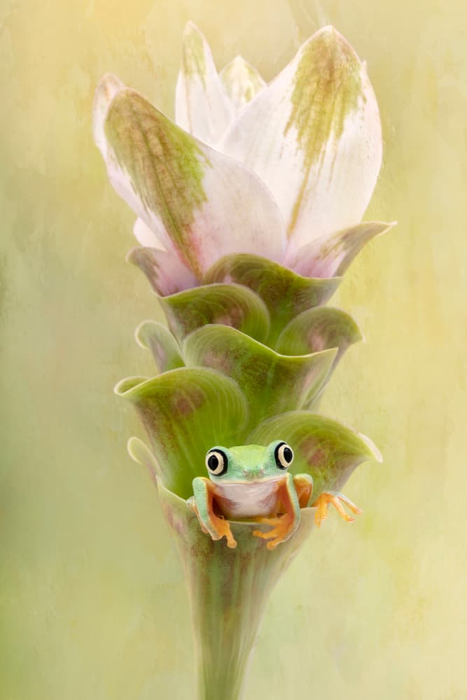 Lemur Tree Frog on A Ginger Curcuma Flower by Linda D Lester — canvas wall art
