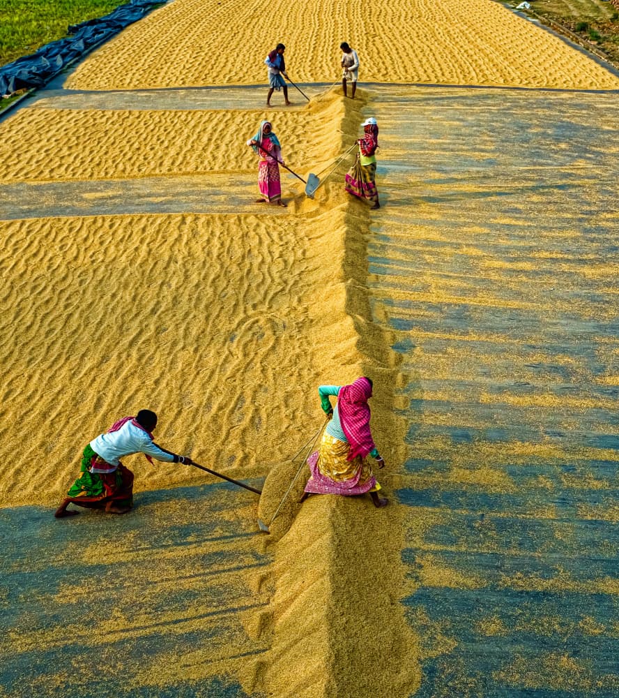 Workers Drying Golden Rice by Ajit Kumar Majhi — canvas wall art