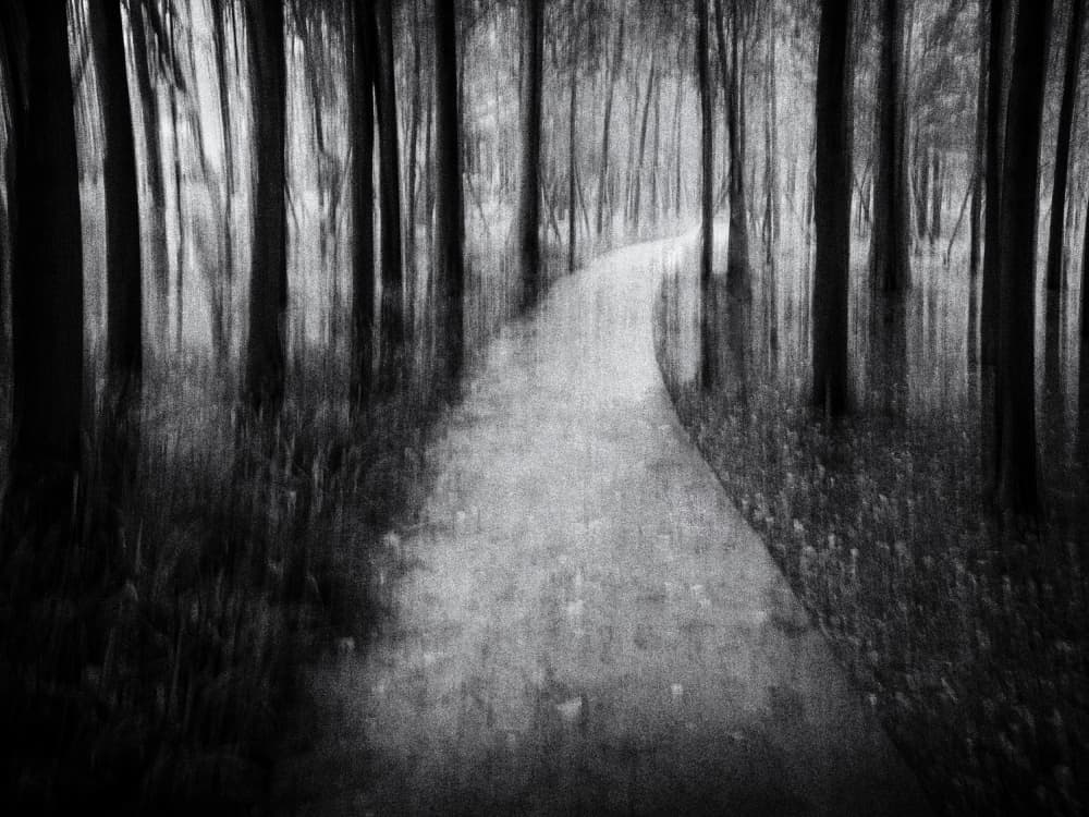 Dreamy Forest Path by Xiaohong Zhang — canvas wall art
