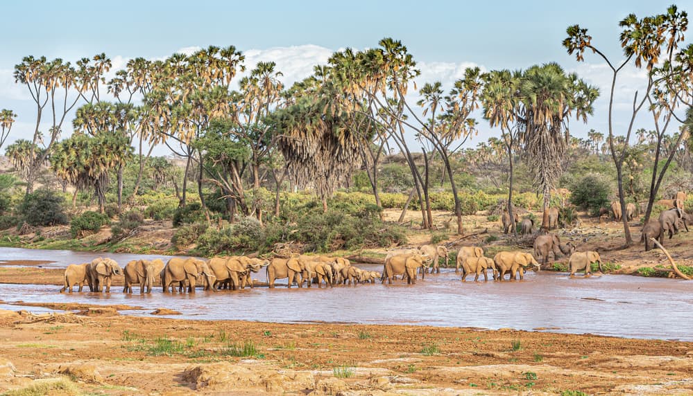 African Elephants Watering by Jeffrey C. Sink — canvas wall art