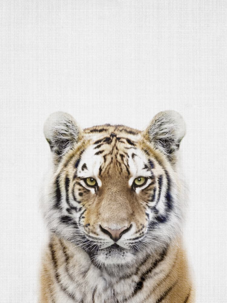 Young Tiger Gaze by Lila & Lola — canvas wall art