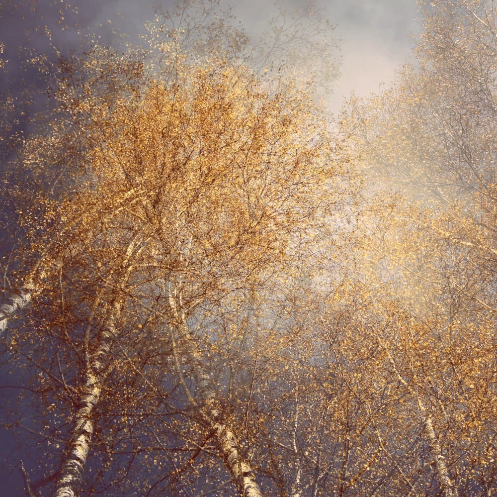 Golden Autumn Birches by Christina Sillen — canvas wall art