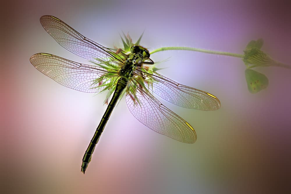 Green Dragonfly on Stem by Jimmy Hoffman — canvas wall art