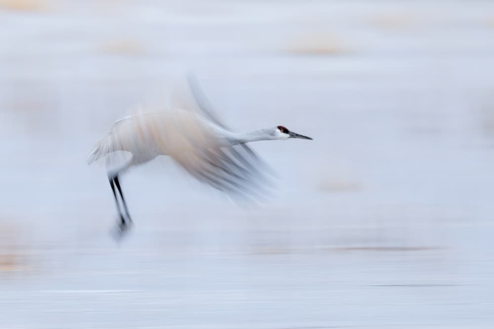 Graceful Crane Flight by Jun Zuo — canvas wall art