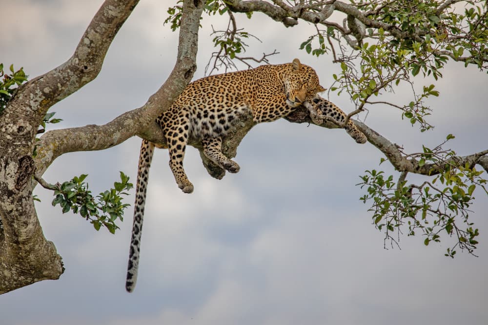 Leopard Resting in Tree by Alessandro Catta — canvas wall art