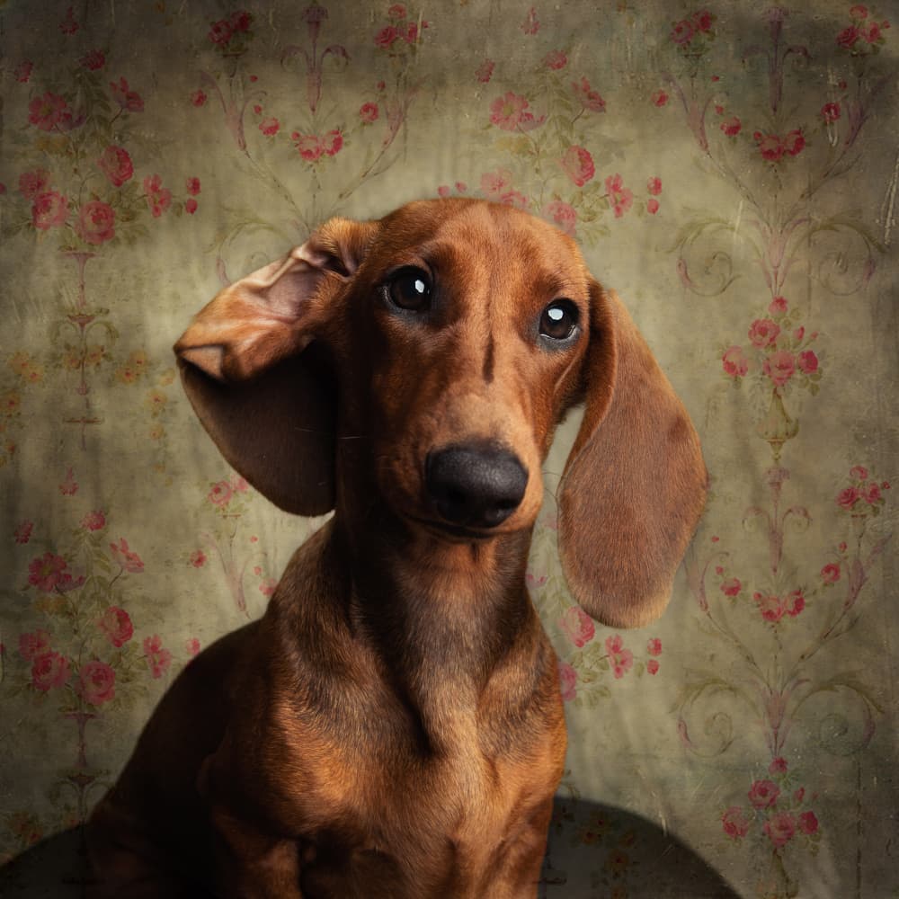 Curious Dachshund Portrait by Heike Willers — canvas wall art