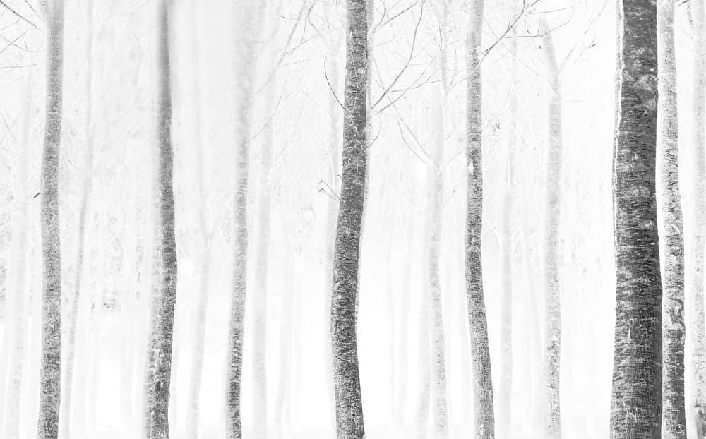 Misty Winter Forest by Anna Cseresnjes — canvas wall art