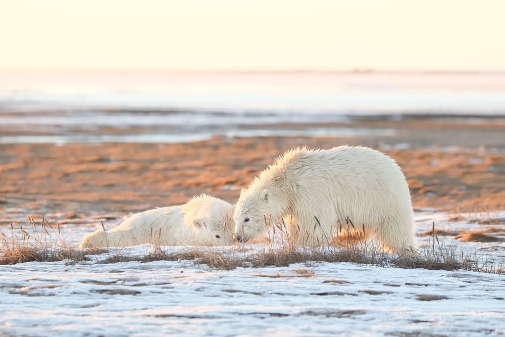 Arctic Polar Bear Family by Eiji Itoyama — canvas wall art