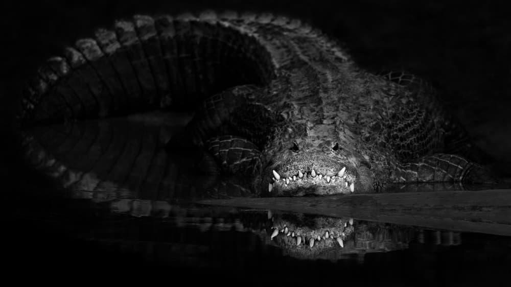 Menacing Crocodile Reflection by John Fan — canvas wall art