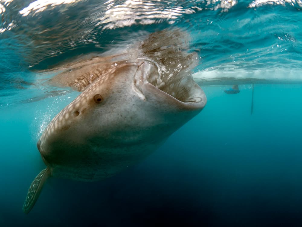 Gentle Giant Feeding by Ilan Ben Tov — canvas wall art