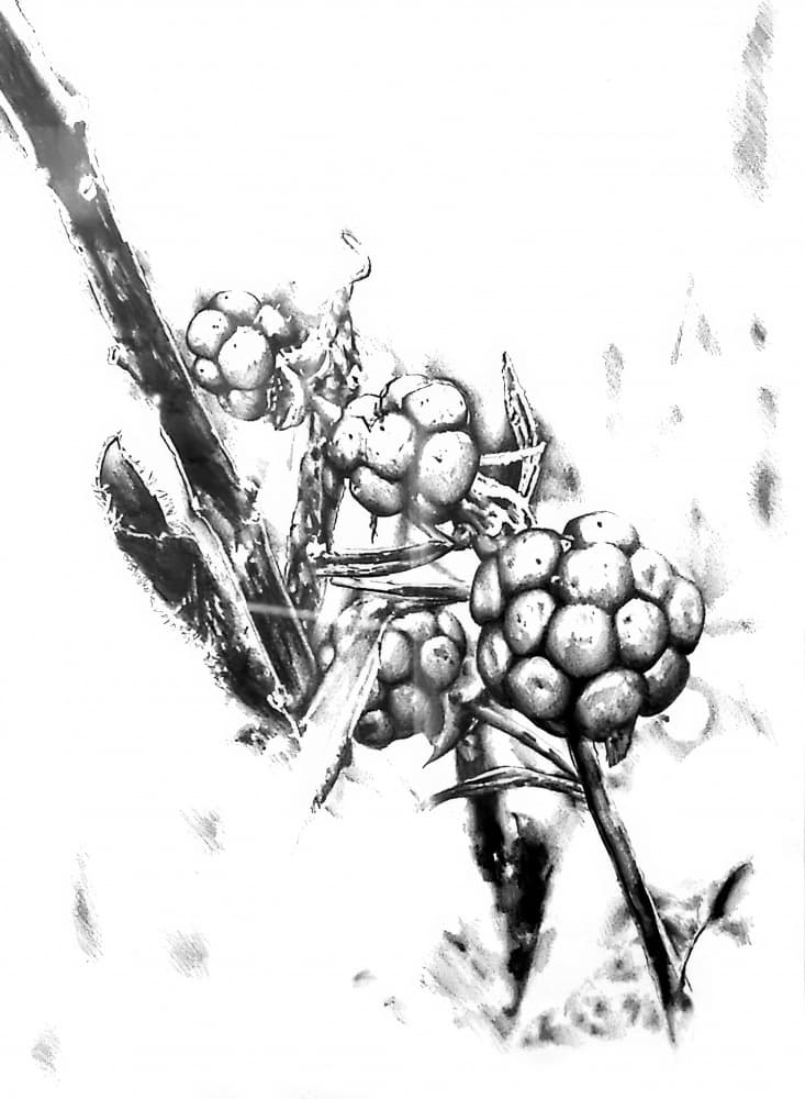Wild Berries Sketch by Kulik — canvas wall art
