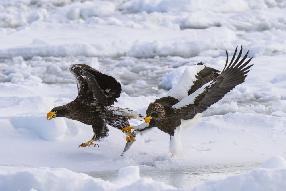 Eagles Battle for Fish by E.L The — canvas wall art