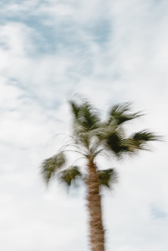 Moving palm tree by Photolovers — canvas wall art