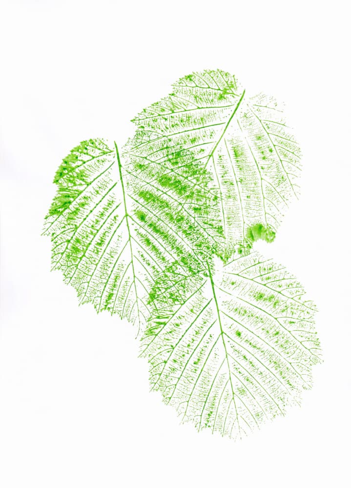 Fresh Green Leaf Prints by Maira Ribena — canvas wall art