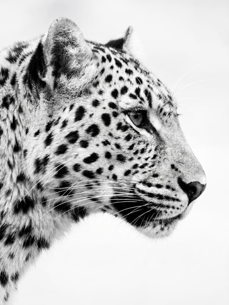 Elegant Black White Leopard by Andreas Magnusson — canvas wall art