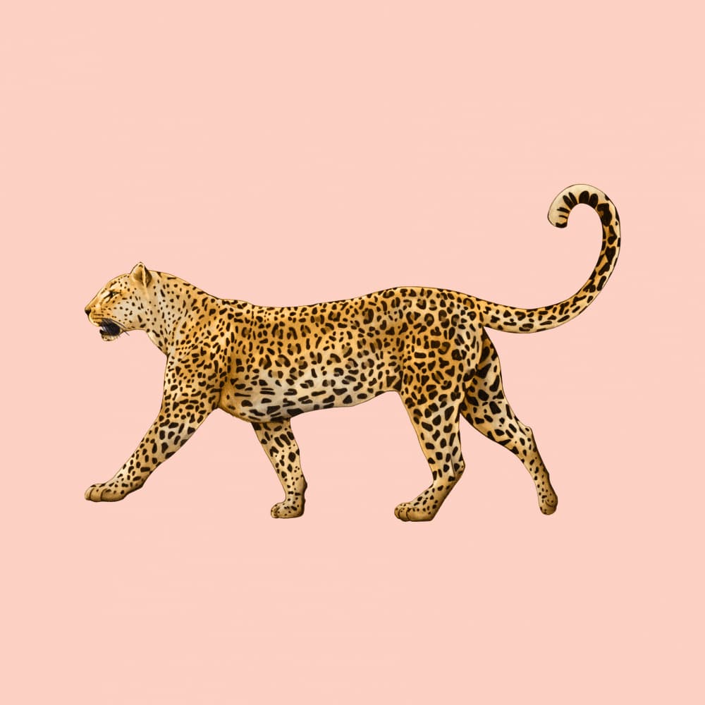 Elegant Walking Leopard by Giulia Borsi — canvas wall art