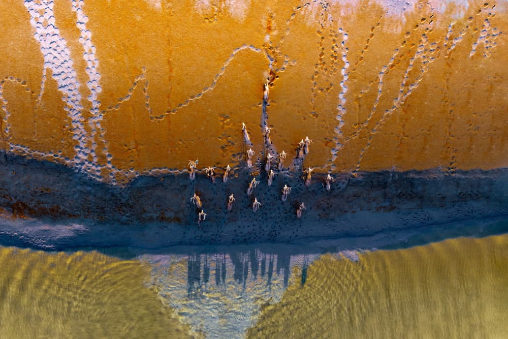 Flamingos On Golden Sands by Songlin Xu — canvas wall art