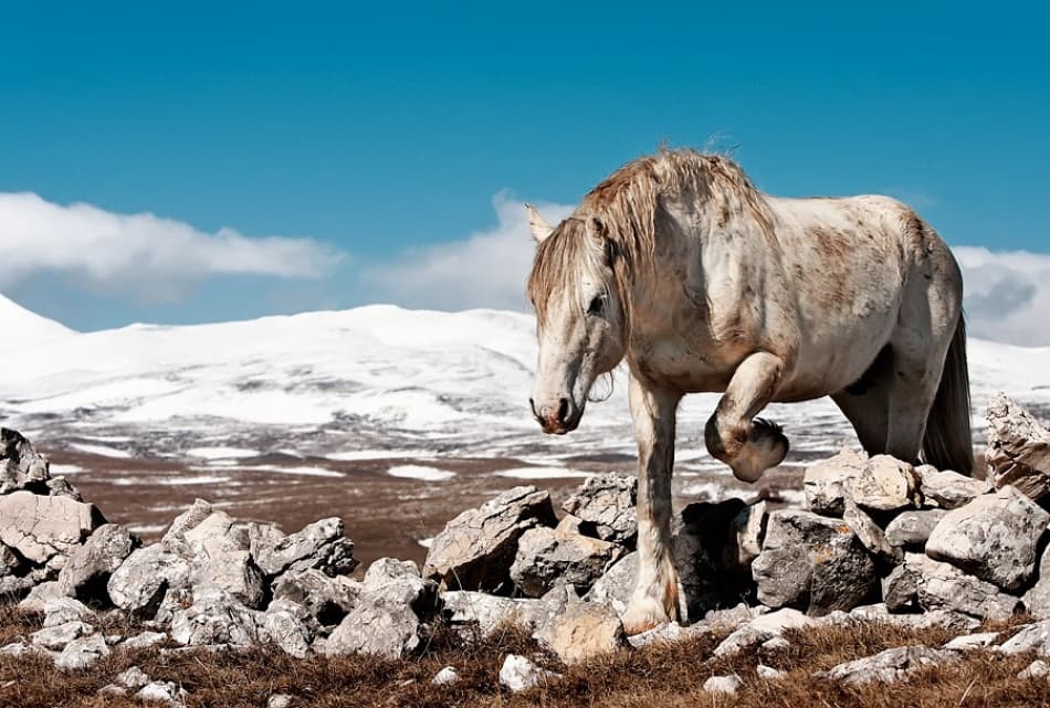 Wild Horse Snowy Mountains by Vedran Vidak — canvas wall art