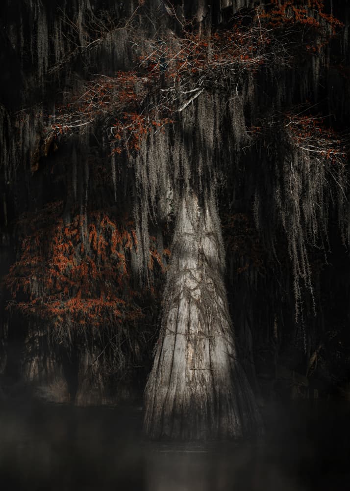 Mysterious Cypress Swamp by Linda Lu — canvas wall art
