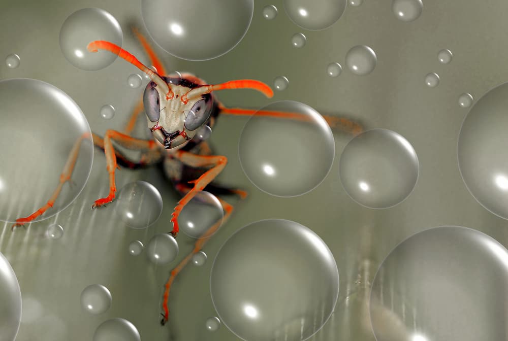 Wasp And Water Droplets by Thierry Dufour — canvas wall art