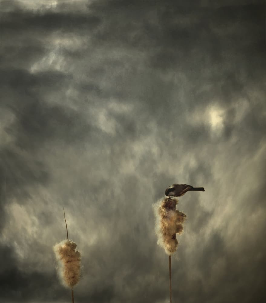 Bird Under Stormy Sky by David Senechal Photographie (polydactyle) — canvas wall art