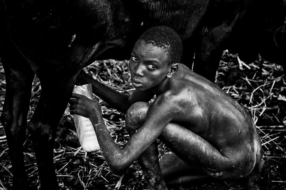 Young Boy Milking Cow by Joxe Inazio Kuesta Garmendia — canvas wall art