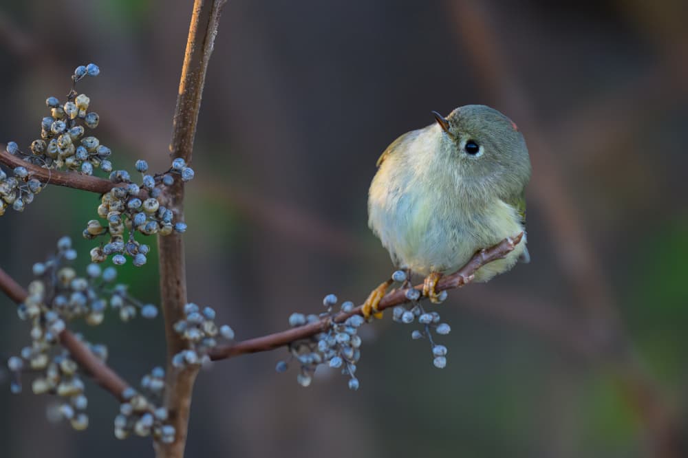 Delicate Bird On Berries by Mike He — canvas wall art