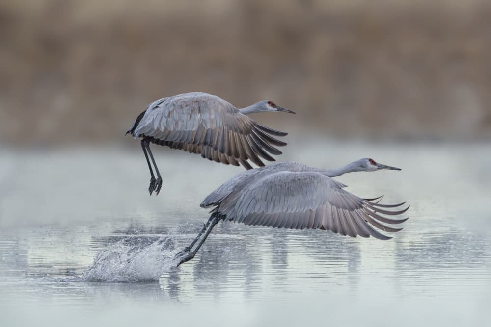 Cranes Taking Flight by Qing Zhao — canvas wall art